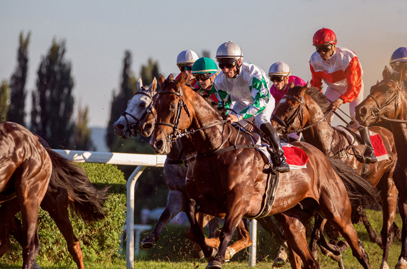 Best Bettor In Horse Racing