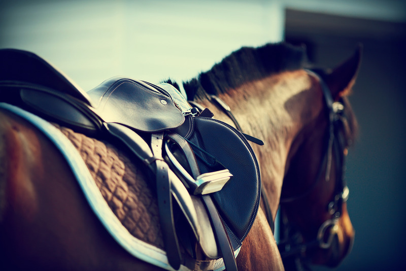 Horse Racing Bettor