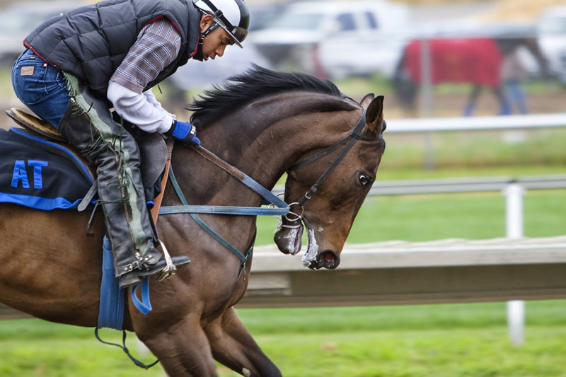 Horse Race Betting Online