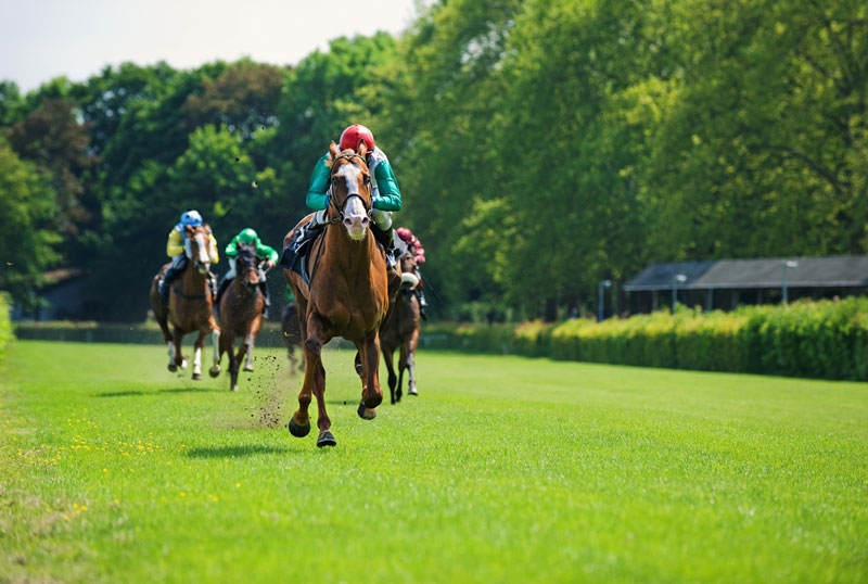 Best Horse Racing Bettor