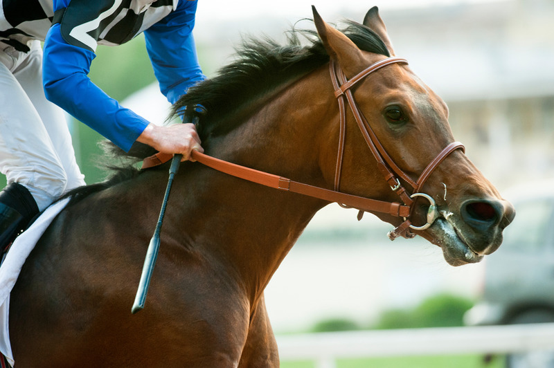 Horse Betting